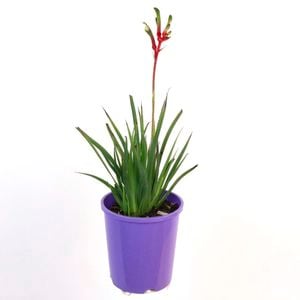 140mm Kangaroo Paw 'Bush Dance' - Anigozanthos hybrid