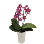 90mm Scented Mini Moth Orchid - Phalaenopsis