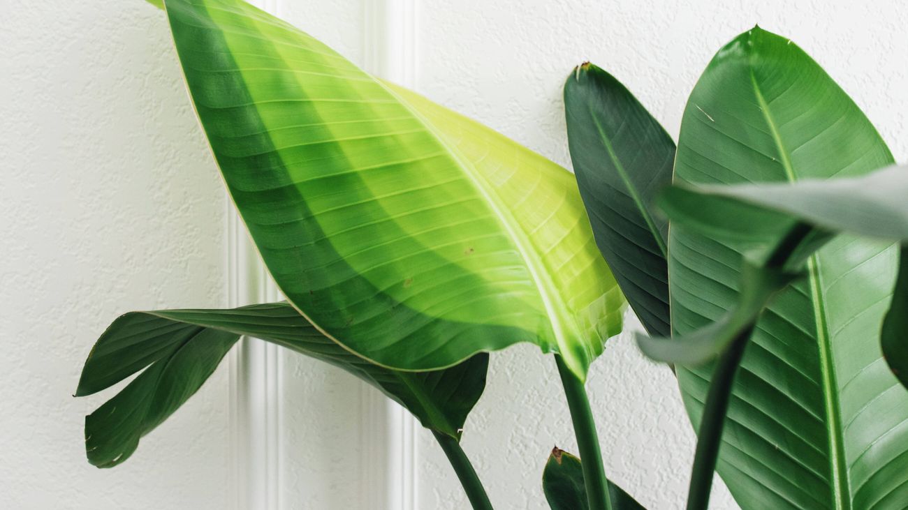 Close up of Bird of paradise plant with unfurling leaf.