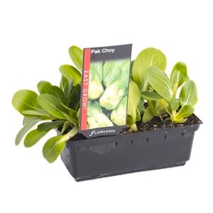 Pak Choy Punnet - Brassica rapa var. chinensis