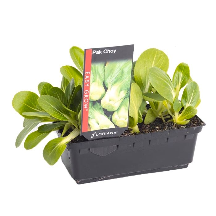 Pak Choy Punnet - Brassica rapa var. chinensis