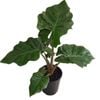 180mm Low Rider - Alocasia macrorrhizos