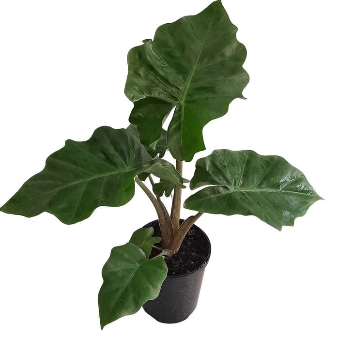 180mm Low Rider - Alocasia macrorrhizos