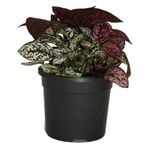 120mm Freckle Face - Hypoestes phyllostachya Triple Splash