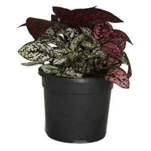 120mm Freckle Face - Hypoestes phyllostachya Triple Splash