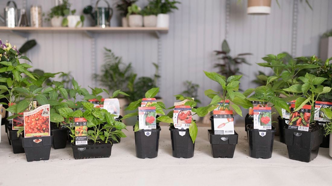 Planting chilli plants in black pots.