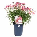 150mm Daisy Assorted - Argyranthemum hybrid