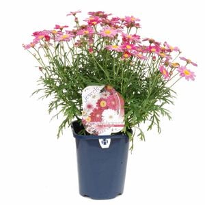 150mm Daisy Assorted - Argyranthemum hybrid