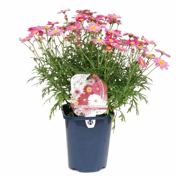 150mm Daisy Assorted - Argyranthemum hybrid