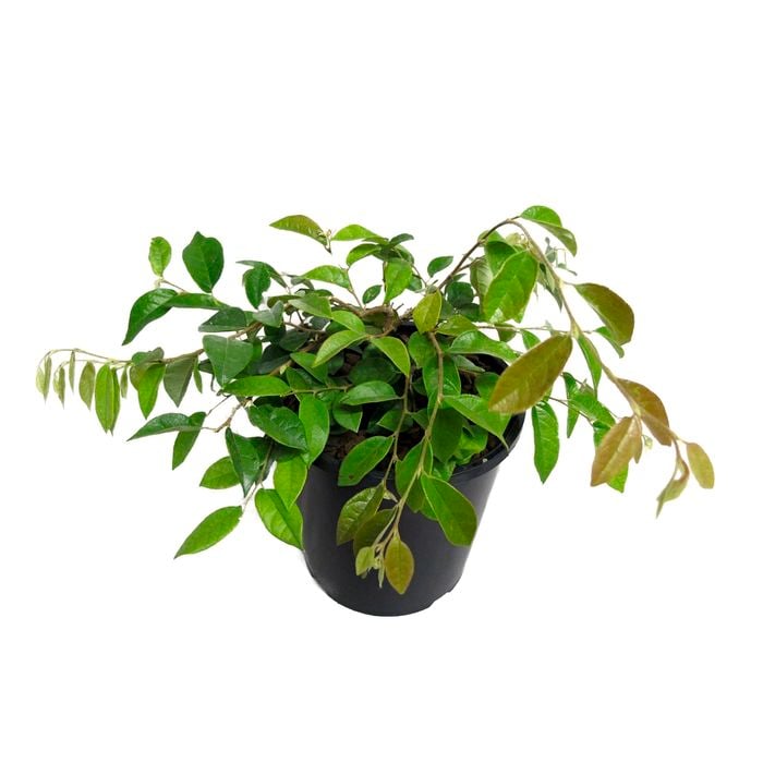 2.4L Loropetalum Blonde N Gorgeous - Lorapetalum chinensis