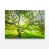 Japanese Maple Tree  Print 100% Australian Made 50 x 40cm  (Acrylic)