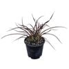 1.3L Jack Spratt Flax - Phormium Jack Spratt