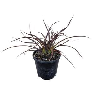 1.3L Jack Spratt Flax - Phormium Jack Spratt