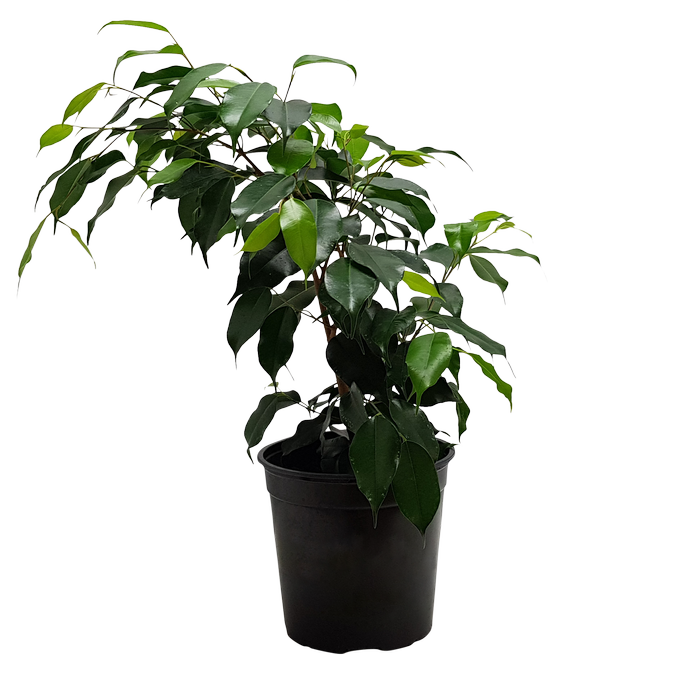 170mm Weeping Fig - Ficus danielle