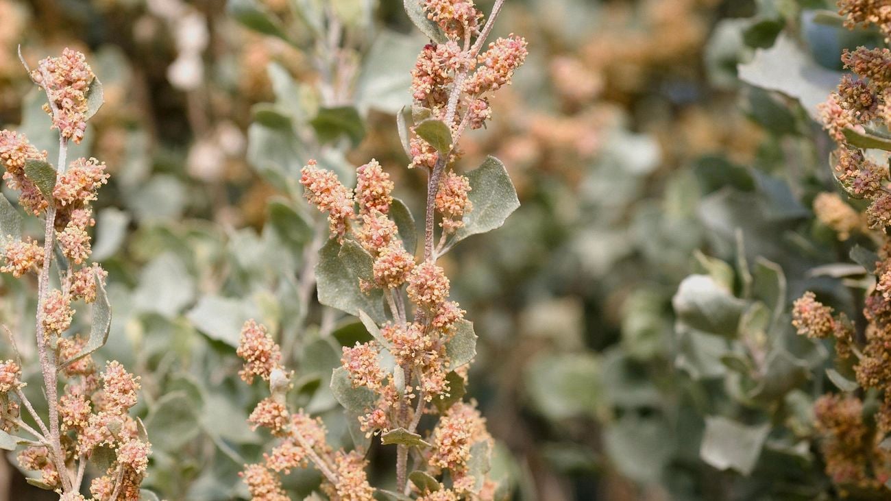 An old man saltbush bush with flowers