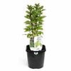 125mm Food for Life Basil Greek - Ocimum basilicum