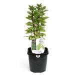 125mm Food for Life Basil Greek - Ocimum basilicum