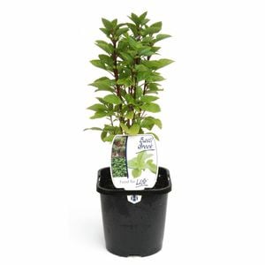 125mm Food for Life Basil Greek - Ocimum basilicum