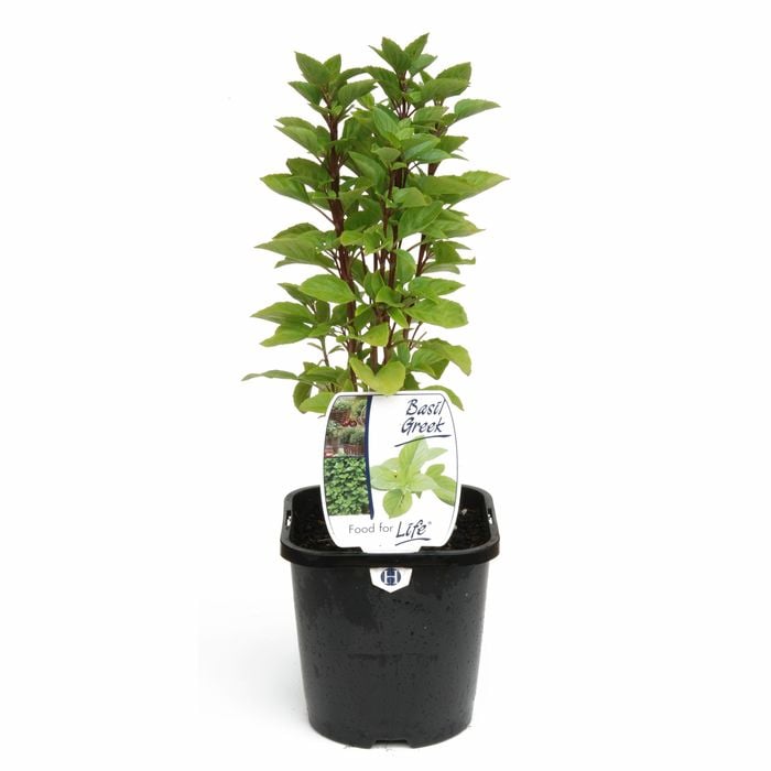 125mm Food for Life Basil Greek - Ocimum basilicum