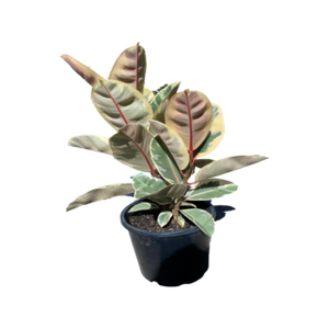 300mm Rubber Plant - Ficus tineke