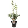 200mm Endeavour Bottlebrush - Callistemon citrinus