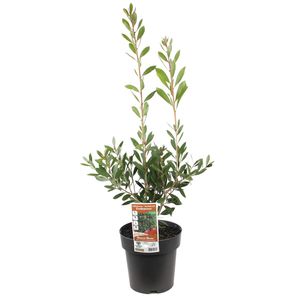 200mm Endeavour Bottlebrush - Callistemon citrinus