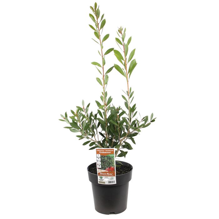 200mm Endeavour Bottlebrush - Callistemon citrinus