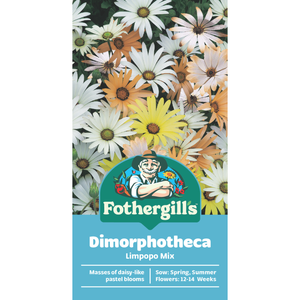 Fothergill's Dimorphotheca Limpopo Mixed