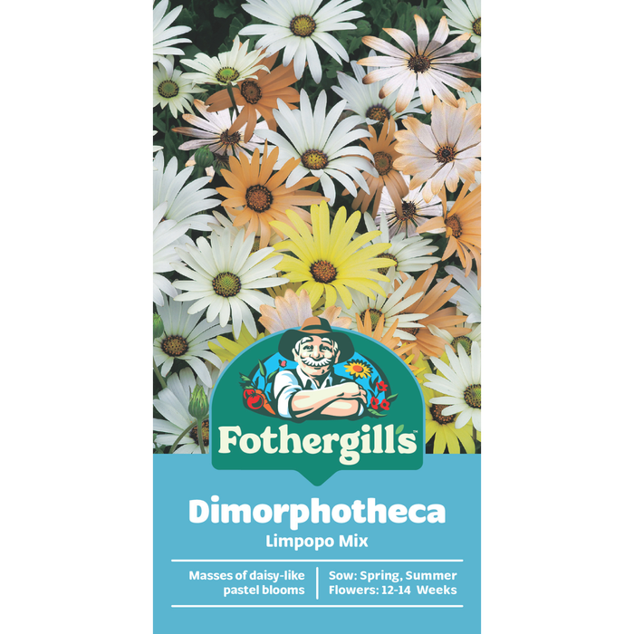 Fothergill's Dimorphotheca Limpopo Mixed
