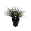 3.5L New Zealand Sedge - Carex testacea