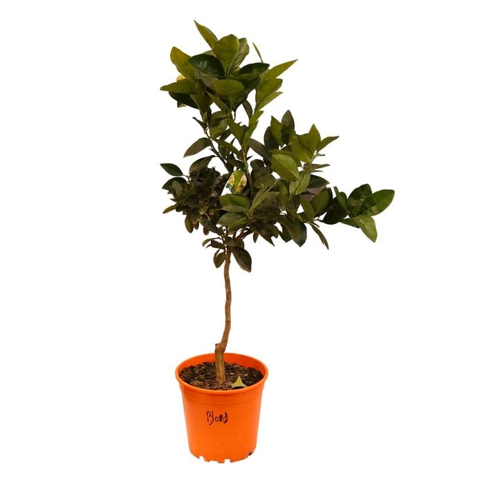 250mm Orange Blood
