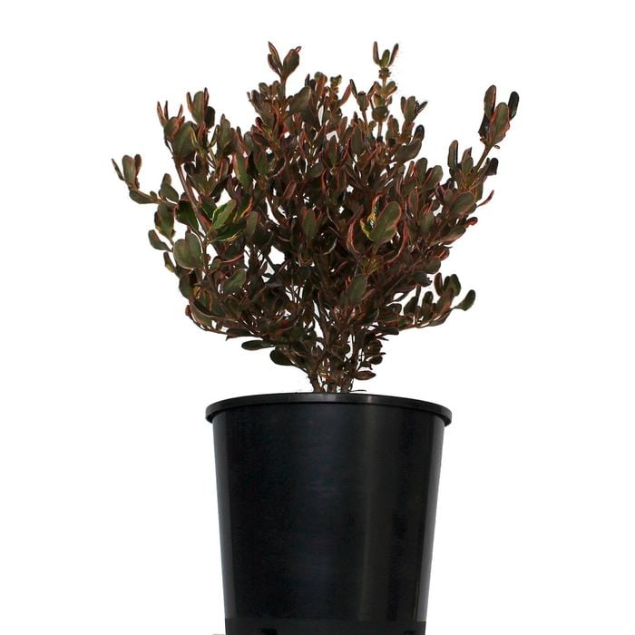 2L Coprosma Pacific Sunrise - Coprosma repens