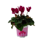 105mm Cyclamen - Cyclamen persicum