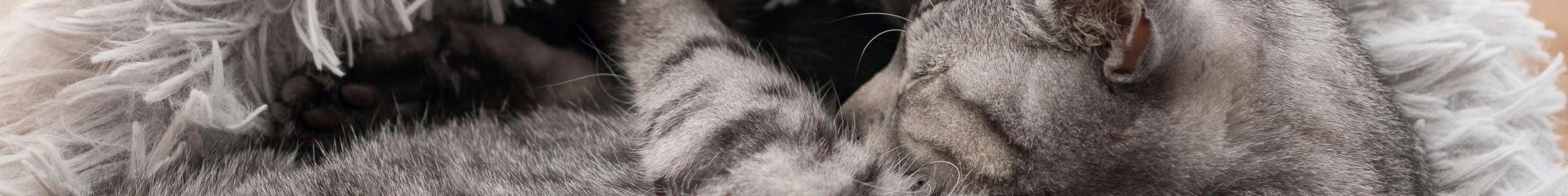 A close up of a grey cat sleeping.