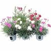 130mm Scent From Heaven - Dianthus hybrid