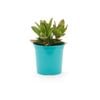 105mm Bright and Easy - Crassula Coccinea Mystique