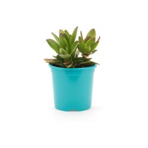 105mm Bright and Easy - Crassula Coccinea Mystique