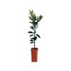 4L Orange Seedless Valencia Dwarf Grafted - Citrus sinensis