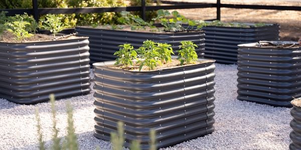 Many raised garden beds with plants in them outside.