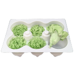 Blooms Of Joy 5cm Green Carnation Flowers