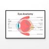 Human Vision Organ Cross Section  Print 100% Australian Made 90x60cm  (Poster)