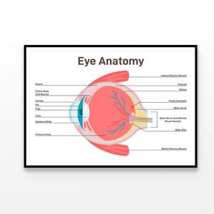 Human Vision Organ Cross Section  Print 100% Australian Made 90x60cm  (Poster)