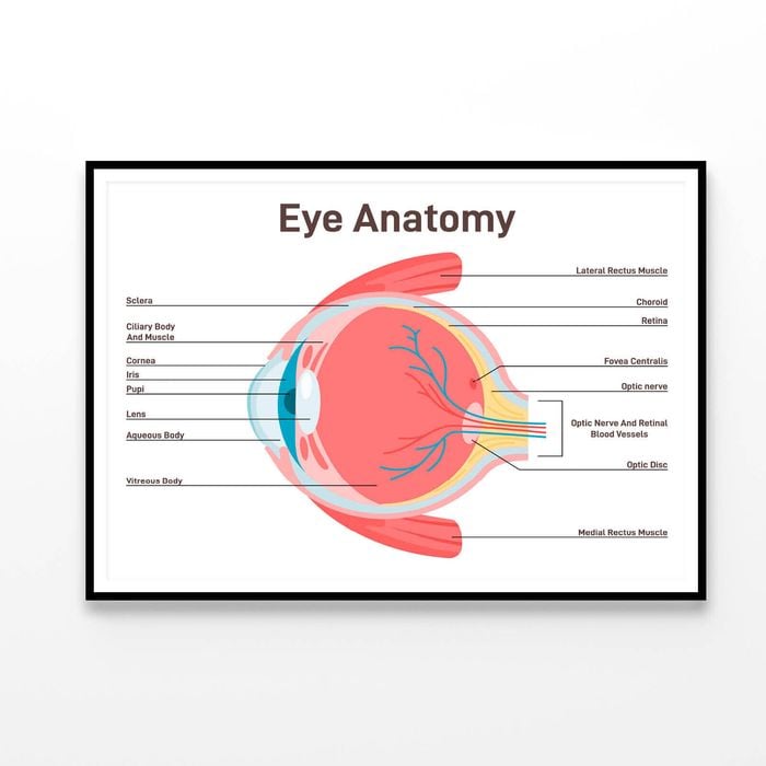Human Vision Organ Cross Section  Print 100% Australian Made 90x60cm  (Poster)