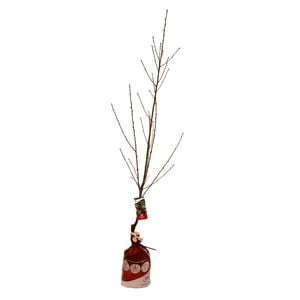 Bagged Nectarine Arctic Rose