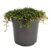 120mm Baby's Tears - Soleirolia Soleirolii