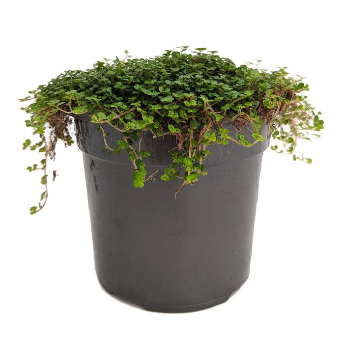 120mm Baby's Tears - Soleirolia Soleirolii