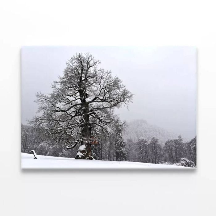 Oak Tree with Forest Scenery  Print 100% Australian Made 150 x 100cm  (Stretched)