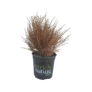 2.4L Coprosma Cappuccino - Coprosma repens