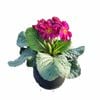 120mm Tall Stemmed Primrose Mix - Primula elatior