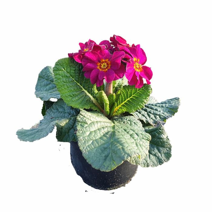 120mm Tall Stemmed Primrose Mix - Primula elatior